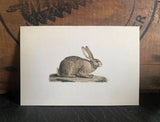 Cottontail Rabbit