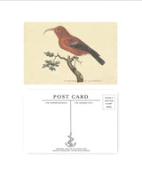 Scarlet Honeycreeper